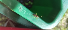Gonocerus insidiator