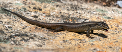 Egernia napoleonis