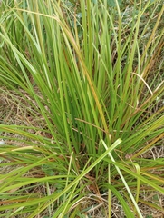 Cladium mariscus