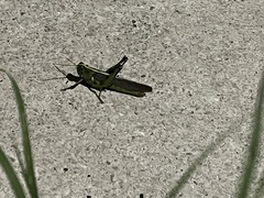 Cyrtacanthacridini