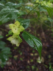 Jaltomata procumbens