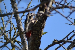 Dendrocopos syriacus