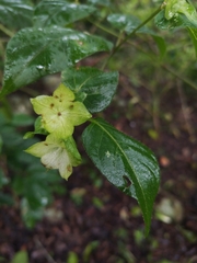 Jaltomata procumbens