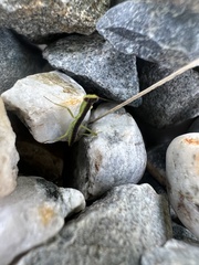 Orthodera