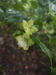 Jaltomata procumbens