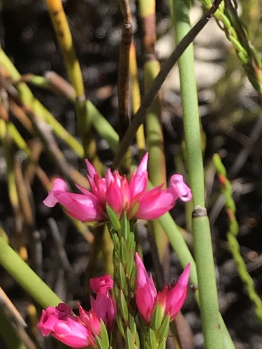 Image of Erica bracteolaris by (c) Ren Hoekstra, some rights reserved (CC BY)