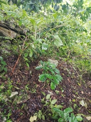 Jaltomata procumbens