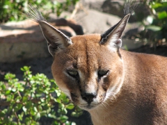 Caracal
