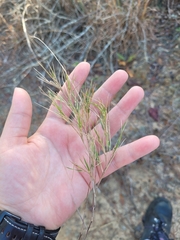 Dichanthelium aciculare