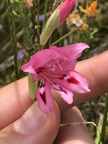 Image of Gladiolus crispulatus by (c) Ren Hoekstra, some rights reserved (CC BY)
