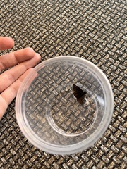 Erynnis tristis