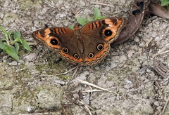 Junonia zonalis
