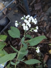 Ageratina