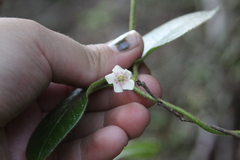 Elytropus chilensis