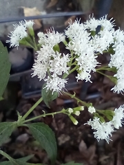 Ageratina