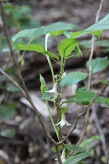 Elytropus chilensis