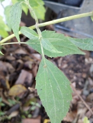 Ageratina