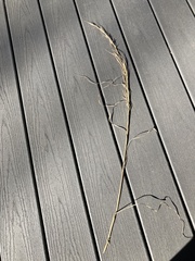 Andropogon virginicus