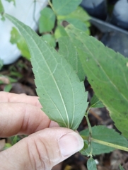 Ageratina