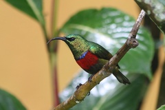 Cinnyris fuelleborni