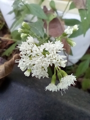 Ageratina