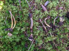 Tolypocladium capitatum