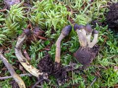 Tolypocladium capitatum