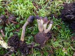 Tolypocladium capitatum