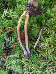 Tolypocladium capitatum