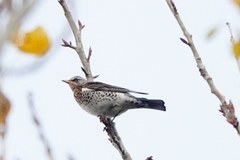 Turdus pilaris