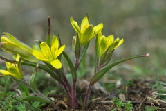 Gagea bohemica