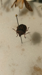 Graphosoma semipunctatum