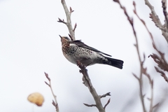 Turdus pilaris