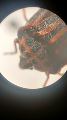 Graphosoma semipunctatum