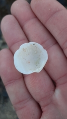 Dosinia exoleta