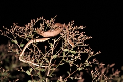 Chironius quadricarinatus