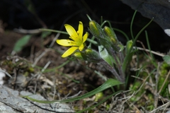 Gagea bohemica