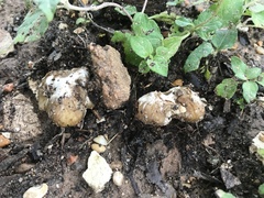 Coprinellus flocculosus