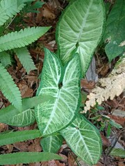 Syngonium
