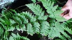 Dryopteris expansa
