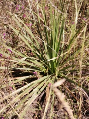 Dasylirion acrotrichum