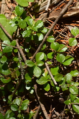 Linnaea borealis longiflora