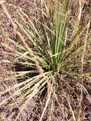 Dasylirion acrotrichum