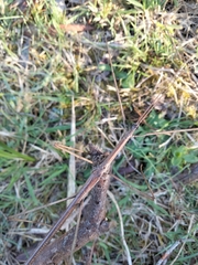 Ctenomorpha marginipennis