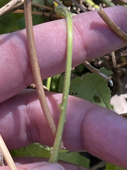 Ipomoea parasitica