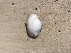 Austromactra rufescens