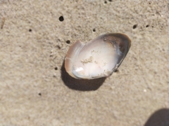 Austromactra rufescens