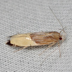 Labdia deliciosella