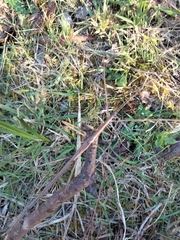 Ctenomorpha marginipennis