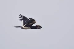 Bycanistes bucinator